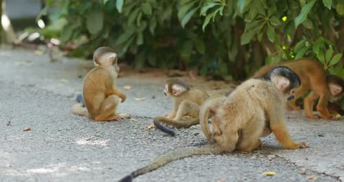 Squirrel Monkey in zoo park