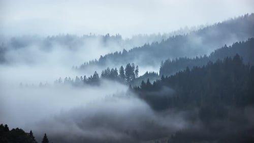 Morning Fog in the Forest, 4K timelapse
