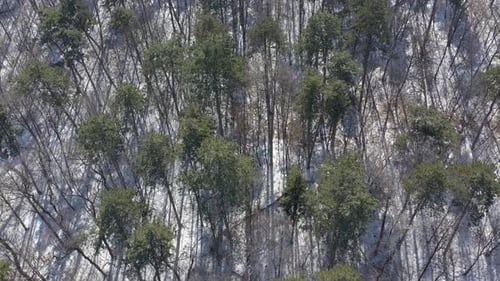 Aerial View of a Forest in Winter