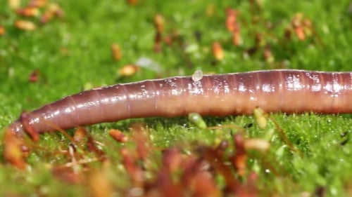 Ein Regenwurm ist ein wirbelloses LandTier, das zur Klasse der Clitellata gehört