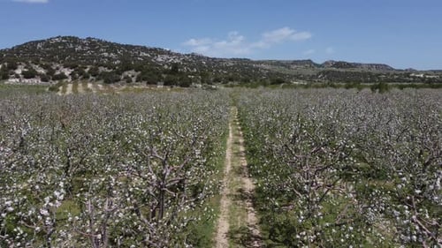 Apple Flowers