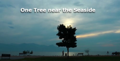 One Tree Near The Seaside