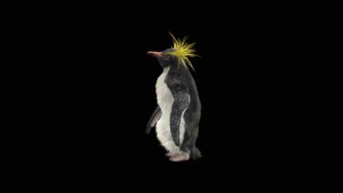 Walking Macaroni Penguin Animation with Alpha Channel