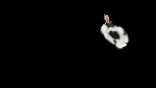 Hopping Black and White Rabbit Alpha Channel Animation
