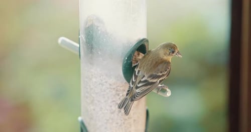 Wildlife and Wild Birds Slow Motion Footage