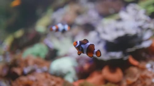 clown fish, close-up shots of the diversity of aquatic fauna. the concept of ecology and fauna of th