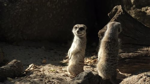 Paar afrikanische Erdmännchen in felsigem Terrain, Zeitlupe