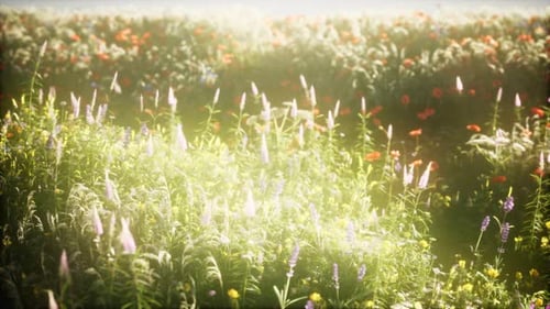 Wild Flowers in the Field