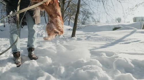 Brauner Hund, der mit Besitzer an der Leine im Schnee läuft