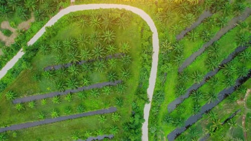 An aerial view from a drone flying over a coconut grove