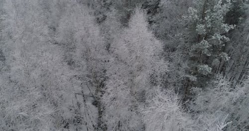 Winter Landscape with Forest