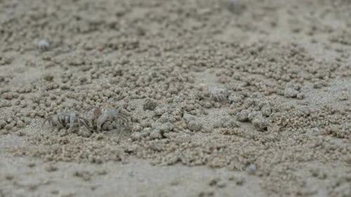 Crab on Sand Beach