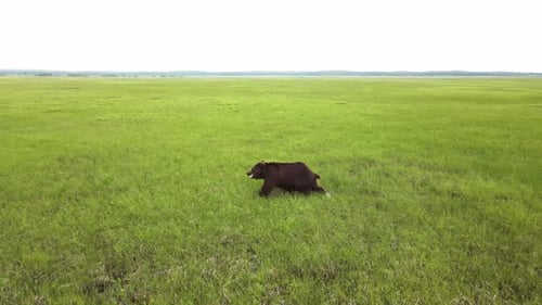 Drone View of a Brown Bear Running Across a Swampy Area Among the Grass
