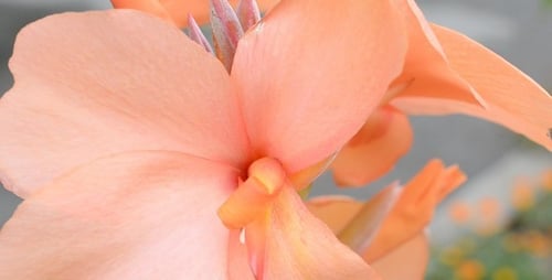 Macro de fleurs