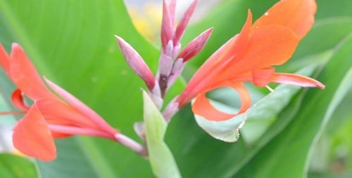 Blumen-Makro 2