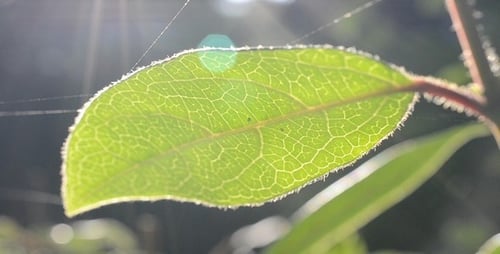 Spinnennetz auf Blatt