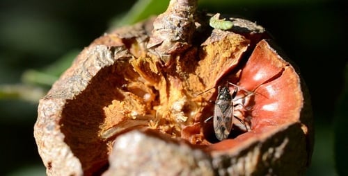 Insecto arrastrándose en una nuez 1