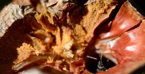 Bug Crawling in a Nut 2