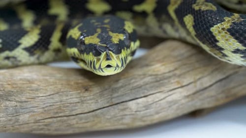 Primer plano de una serpiente pitón bola sobre una rama de madera sacando su lengua sobre un fondo blanco de estudio
