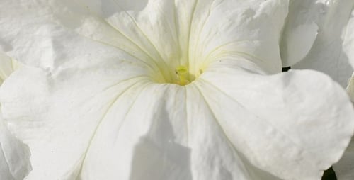 Weiße Blume