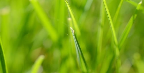 Gras 2
