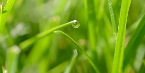 Grass 4