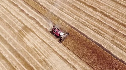 Combine Harvester Working in Golden Wheat Field