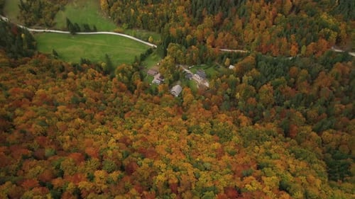 Autumn Forest
