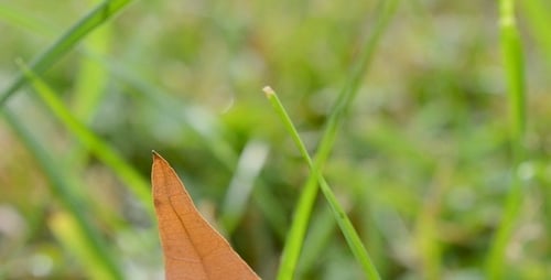 Green Grass 5