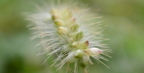 Gras 5