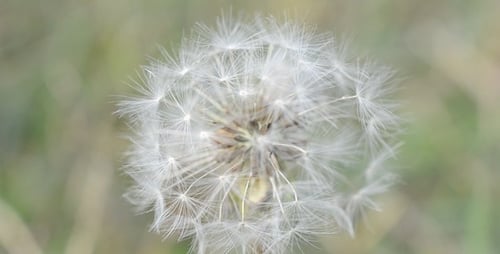 Dandelion 3