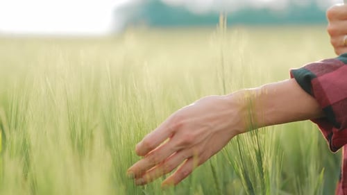 Woman Walks Through a Green Wheat Field and Touches the Ears of Wheat with Her Hands Against the