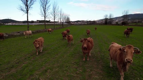 Cows