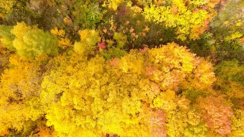 Vibrant Aerial View of Autumn Forest Canopy