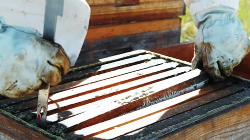 Beekeeper Inspecting Honeycomb Frame With Bees