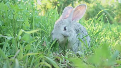 Niedliches flauschiges hellgraues Hauskaninchen mit großen Schnurrbärten Ohren frisst junges saftiges grünes Gras
