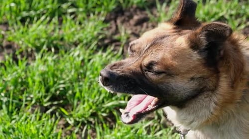Close Up of a Little Dog Breathing with His Tongue