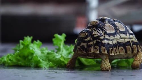 Tortoise