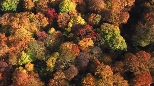 Luftaufnahme. Über die schönen sonnigen Waldbäume fliegen. Luftbildkamera aufgenommen. Panorama der Landschaft.