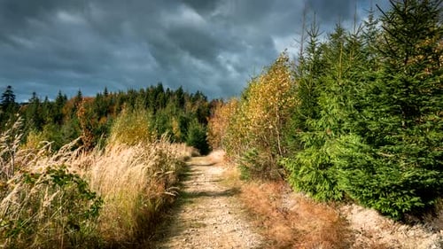 Dirt Road Through Forest on Overcast Day