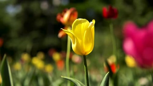 Colorful Spring Flowers