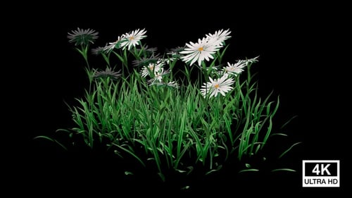Animated Growing Grass with Blooming White Daisy Flowers