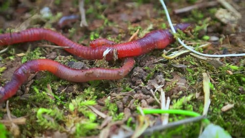 Worms