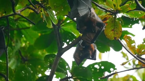 Fliegende Füchse hängen an einem Ast und waschen