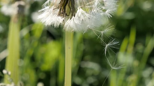 Gewöhnliche Löwenzahnblumensamen im Wind Nahaufnahme 4K 2160p 30fps UHD-Aufnahmen - Taraxacum officinale