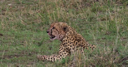 Gepard, Acinonyx Jubatus, Masai Mara Park in Kenia, Echtzeit 4K