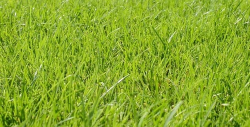 Lush Green Grass Gently Swaying in Daylight