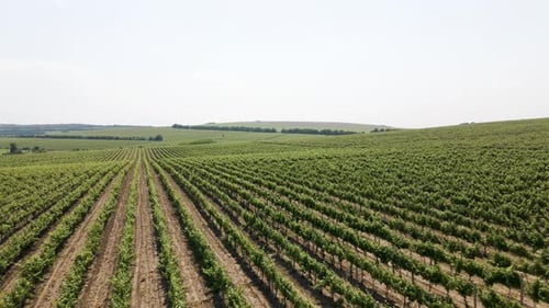 Filmmusik Luftaufnahmen von Weinbergen