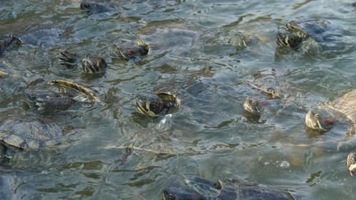 Aktive kleine Schildkröten suchen und essen im Sommer Nahrung im Planschbecken auf einem Bauernhof