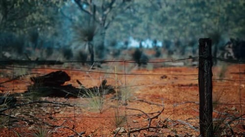 Rural Farm Boundary Fencing in Poor Condition and Long Dead Dry Grass